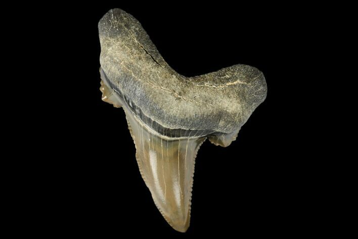 Serrated Fossil Auriculatus Tooth - Tuzbair, Kazakhstan #173793